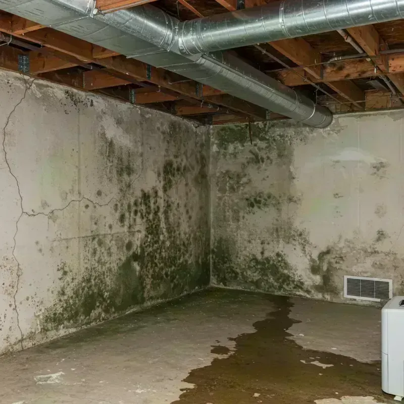 Professional Mold Removal in Hagerstown, MD